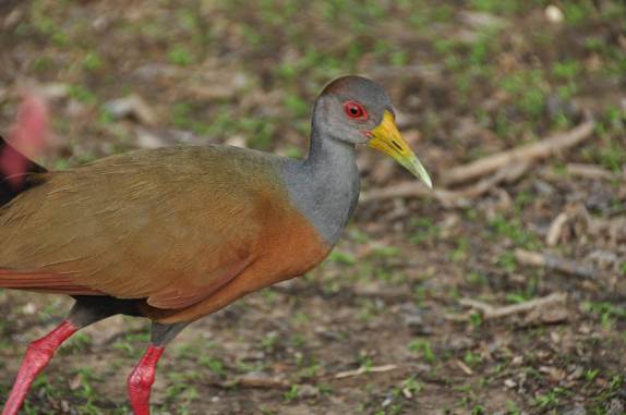 Pássaro passeia pelas margens de um rio no Hato El Cedral, na região dos llanos venezuelanos, perto da cidade de Mantecal